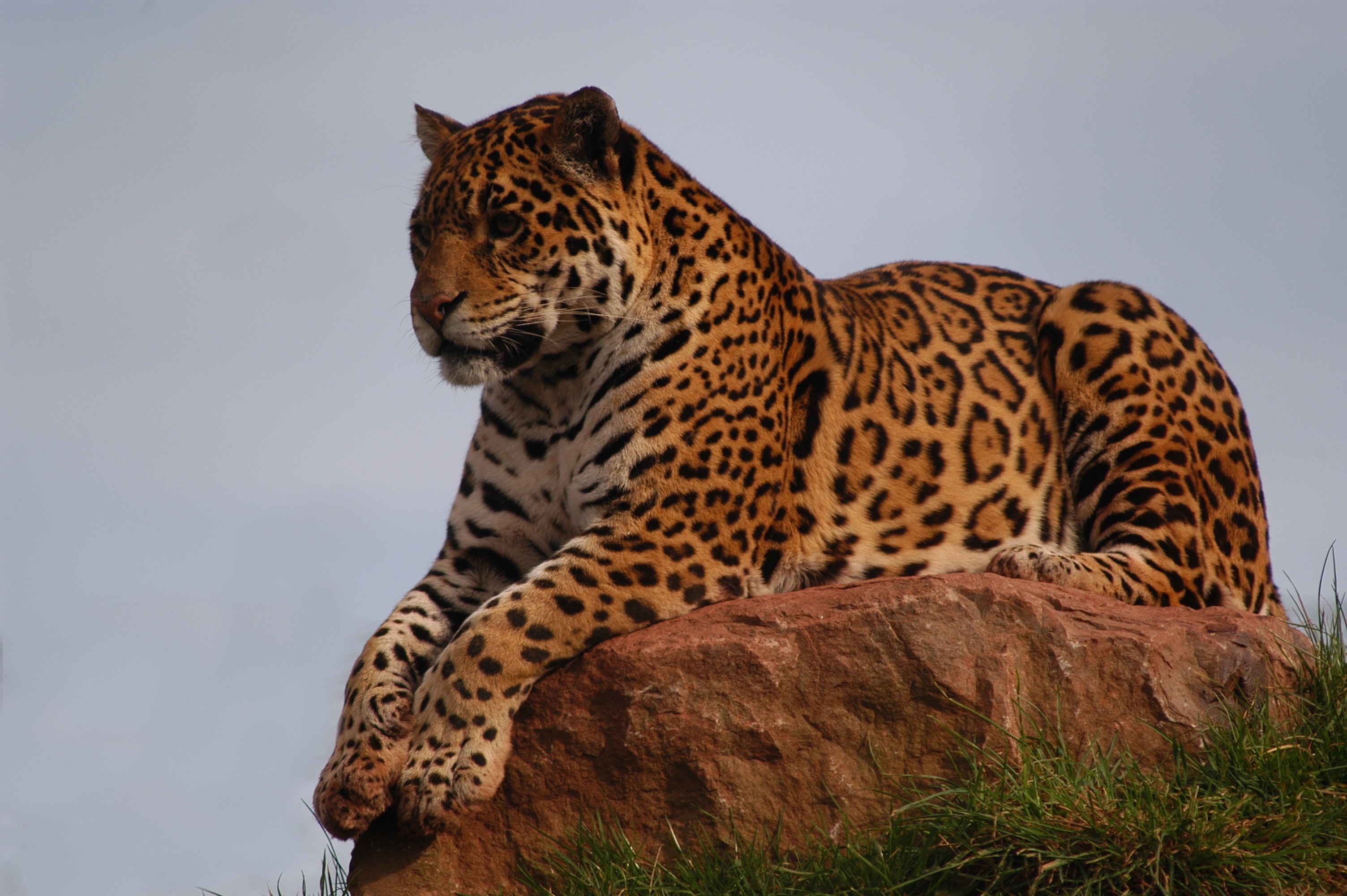 Jaguar